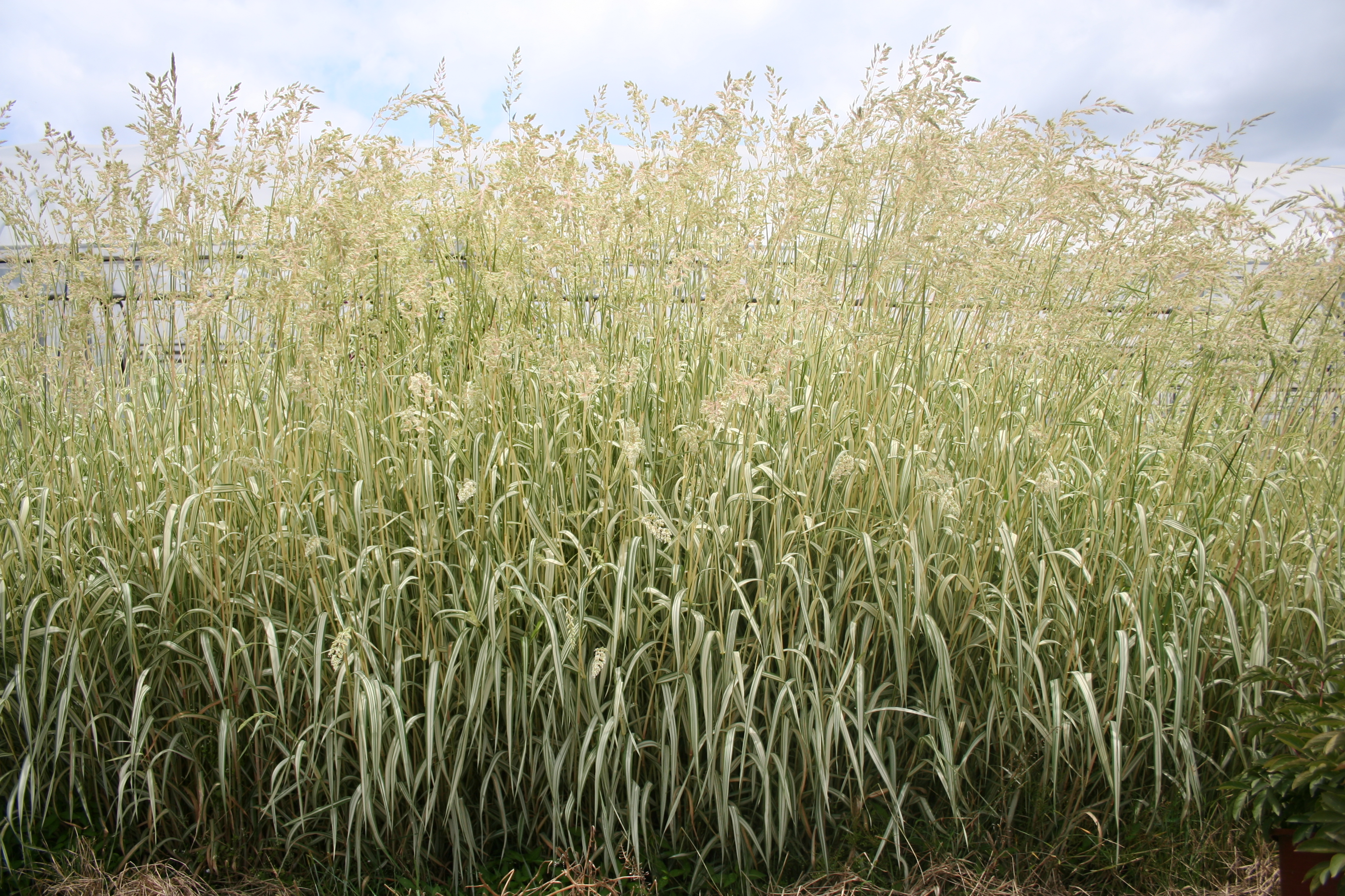 Phalaris arundinacea 'Feesey'